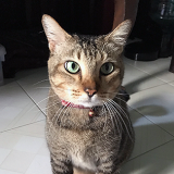 singapore cooking class, singapore cooking lesson, learn, how to cook singapore dishes, singapore cookery class, singapore cookery lessons, nonya cooking class, how to, malay cooking class, chinese cooking class, indian cooking class, nyonya cooking class, peranakan cooking class, eurasian cooking class, things to do in singapore, best cooking class, singapore, must do, asian cooking class, food, home, house, chef, private cooking class, top 10 cooking class, where do i, tourist, visitor, culinary, cookery magic, cooking classes singapore, cooking class singapore, the best cooking classes in singapore, the ten best singapore cooking classes, learn to cook in singapore, book cooking classes in singapore, cooking classes and lessons in singapore, cooking schools in singapore, culinary school singapore, cookery magic, ruqxana vasanwala, food sorceress, rukhsana corporate cooking class, team building, team bonding, group activity, hands on cooking class, lunch and learn, company, fun things to do in singapore, fun cooking class hen party, bachelor party, children’s cooking class, cooking class for school, ubin cooking class, island cooking class, kampong cooking class