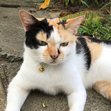 singapore cooking class, singapore cooking lesson, learn, how to cook singapore dishes, singapore cookery class, singapore cookery lessons, nonya cooking class, how to, malay cooking class, chinese cooking class, indian cooking class, nyonya cooking class, peranakan cooking class, eurasian cooking class, things to do in singapore, best cooking class, singapore, must do, asian cooking class, food, home, house, chef, private cooking class, top 10 cooking class, where do i, tourist, visitor, culinary, cookery magic, cooking classes singapore, cooking class singapore, the best cooking classes in singapore, the ten best singapore cooking classes, learn to cook in singapore, book cooking classes in singapore, cooking classes and lessons in singapore, cooking schools in singapore, culinary school singapore, cookery magic, ruqxana vasanwala, food sorceress, rukhsana corporate cooking class, team building, team bonding, group activity, hands on cooking class, lunch and learn, company, fun things to do in singapore, fun cooking class hen party, bachelor party, children’s cooking class, cooking class for school, ubin cooking class, island cooking class, kampong cooking class