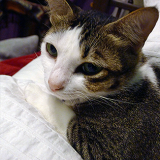 singapore cooking class, singapore cooking lesson, learn, how to cook singapore dishes, singapore cookery class, singapore cookery lessons, nonya cooking class, how to, malay cooking class, chinese cooking class, indian cooking class, nyonya cooking class, peranakan cooking class, eurasian cooking class, things to do in singapore, best cooking class, singapore, must do, asian cooking class, food, home, house, chef, private cooking class, top 10 cooking class, where do i, tourist, visitor, culinary, cookery magic, cooking classes singapore, cooking class singapore, the best cooking classes in singapore, the ten best singapore cooking classes, learn to cook in singapore, book cooking classes in singapore, cooking classes and lessons in singapore, cooking schools in singapore, culinary school singapore, cookery magic, ruqxana vasanwala, food sorceress, rukhsana corporate cooking class, team building, team bonding, group activity, hands on cooking class, lunch and learn, company, fun things to do in singapore, fun cooking class hen party, bachelor party, children’s cooking class, cooking class for school, ubin cooking class, island cooking class, kampong cooking class