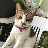 singapore cooking class with cats